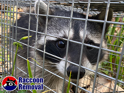 Austin raccoon trapping